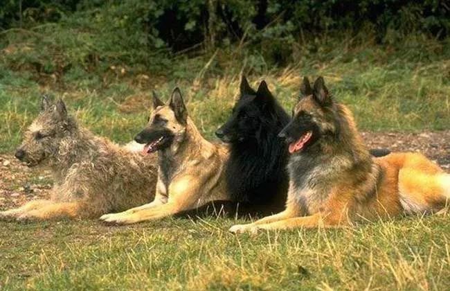 比利时牧羊犬是体形略小于德国牧羊犬的一种多才能非常聪明和易于