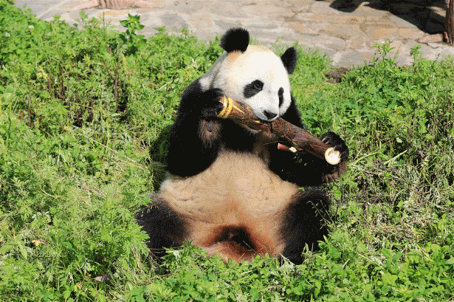 每天食量从正常时候的40kg减少到30kg,平时也表现得懒于行动,更爱睡觉