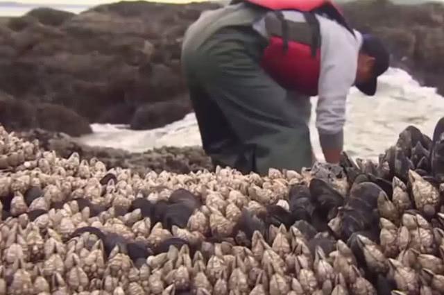这种长在海岩石的海鲜，中国人非常喜欢吃，外国人却很嫌弃|岩石海鲜