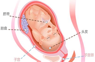 胎儿的入盆时间 可不要忽视了:胎儿入盆时间