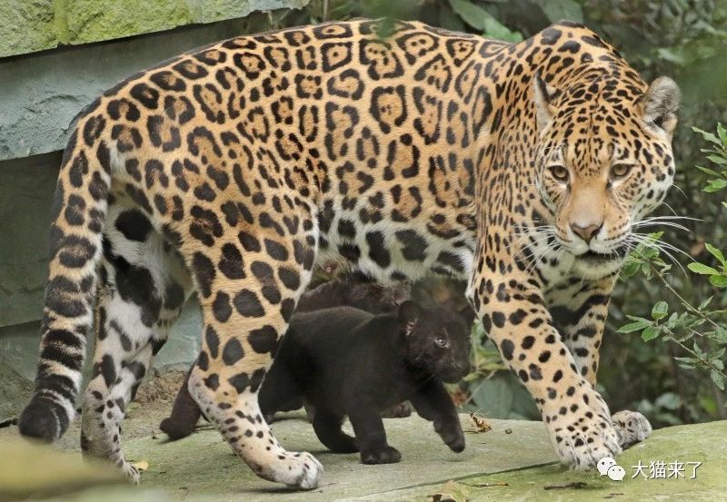 豹子的9个亚种里哪些亚种出现过黑豹?