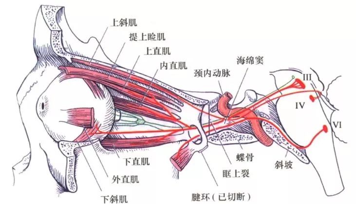 眼外肌的神经支配