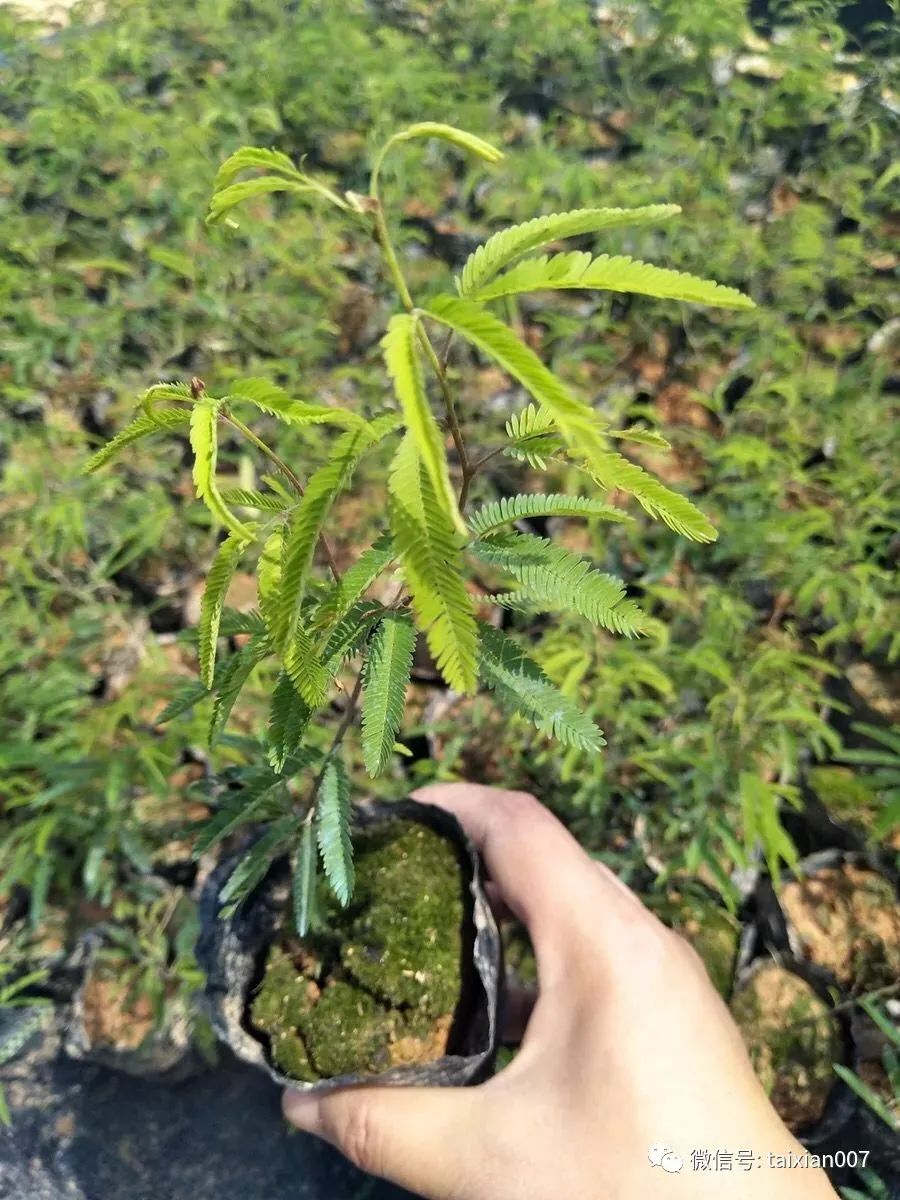 菖蒲山野草特价出售