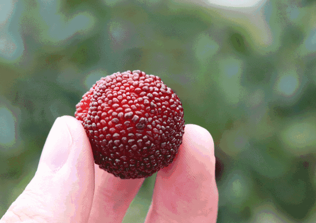 壁纸 矢量 水果 小果 植物 640_451 gif 动态图 动图