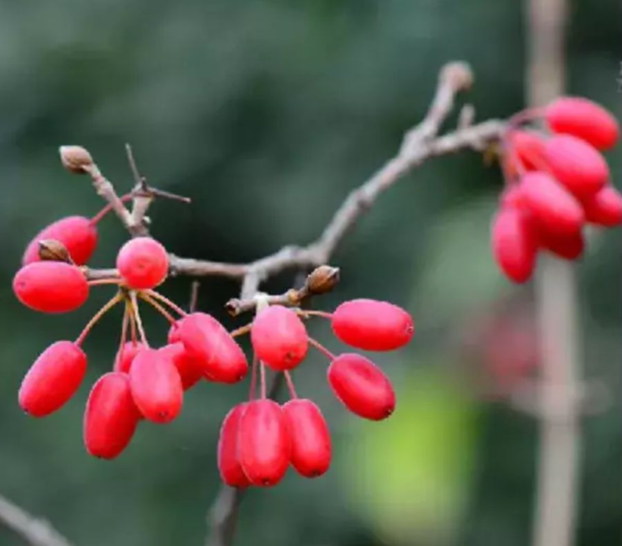 10.佛坪山茱萸