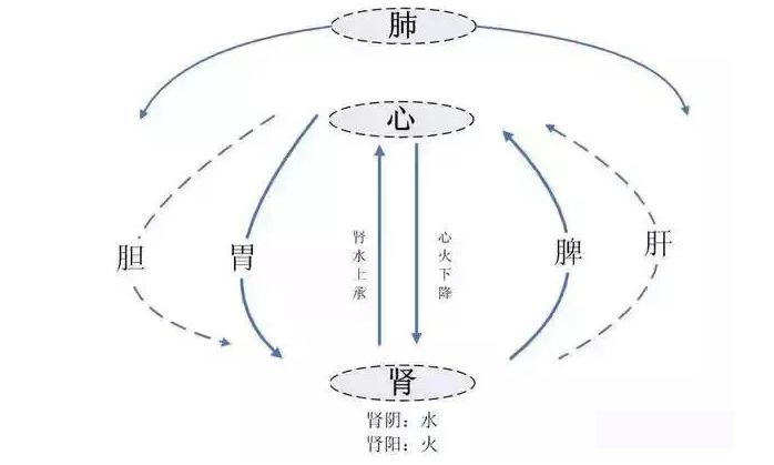 如此循环,至此我们第一次的圆运动就完成了,也宣告我们成为人了.