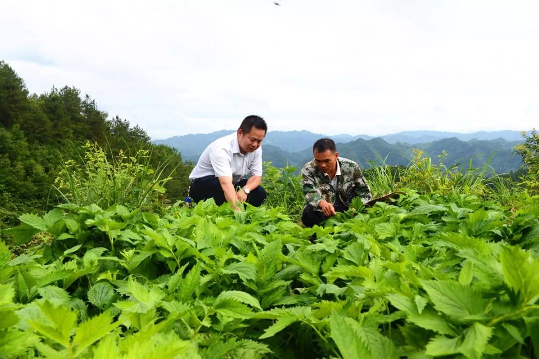 工人,购买钩藤种苗,化肥等需要投入大量资金,再加上钩藤种植周期较长