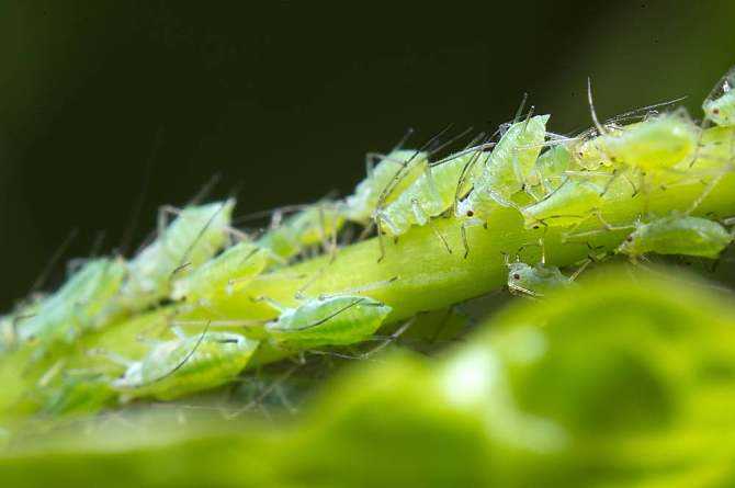 你听说过蚜虫吗它的危害非常大那么应该怎样治理呢