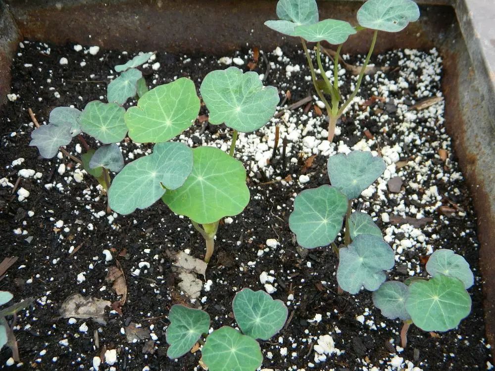 买点旱金莲的种子培育盆栽,土壤贫瘠一点反而能养好,花开不断