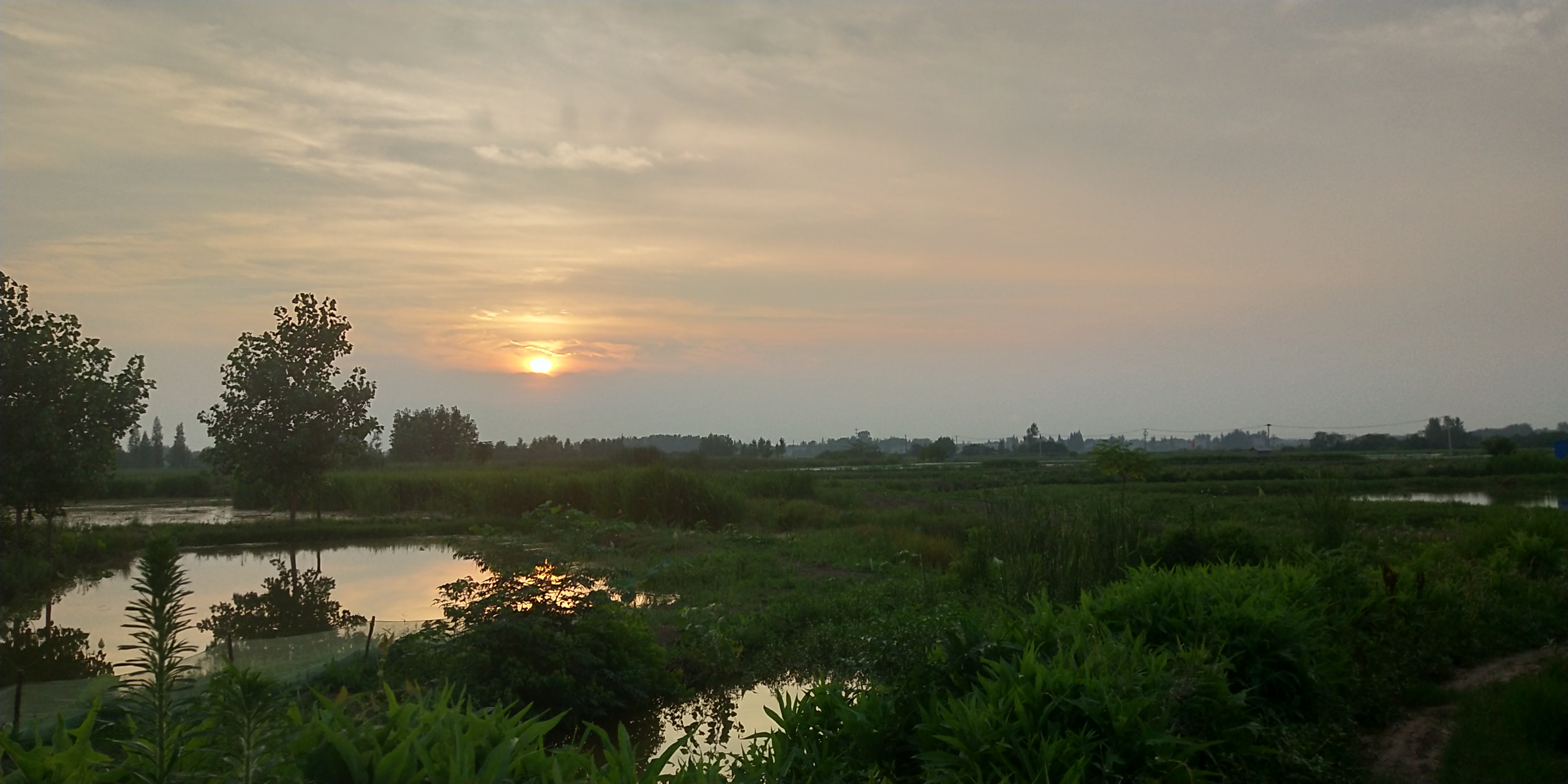 监利龚场"芦苇荡"美景