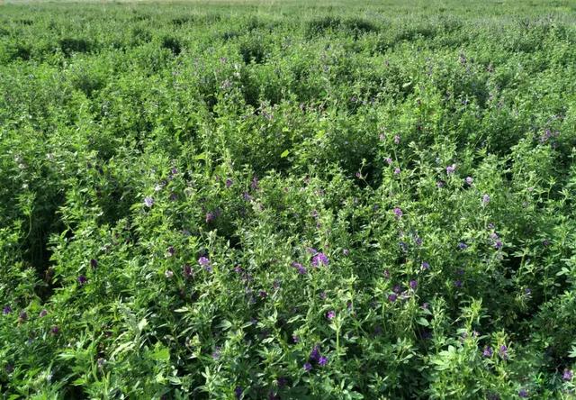 我们每天都在吃的零食，其实是清朝公主的嫁妆