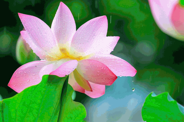 浪漫紫薇,娇俏荷花,清新睡莲……佛山满城花开!高清美