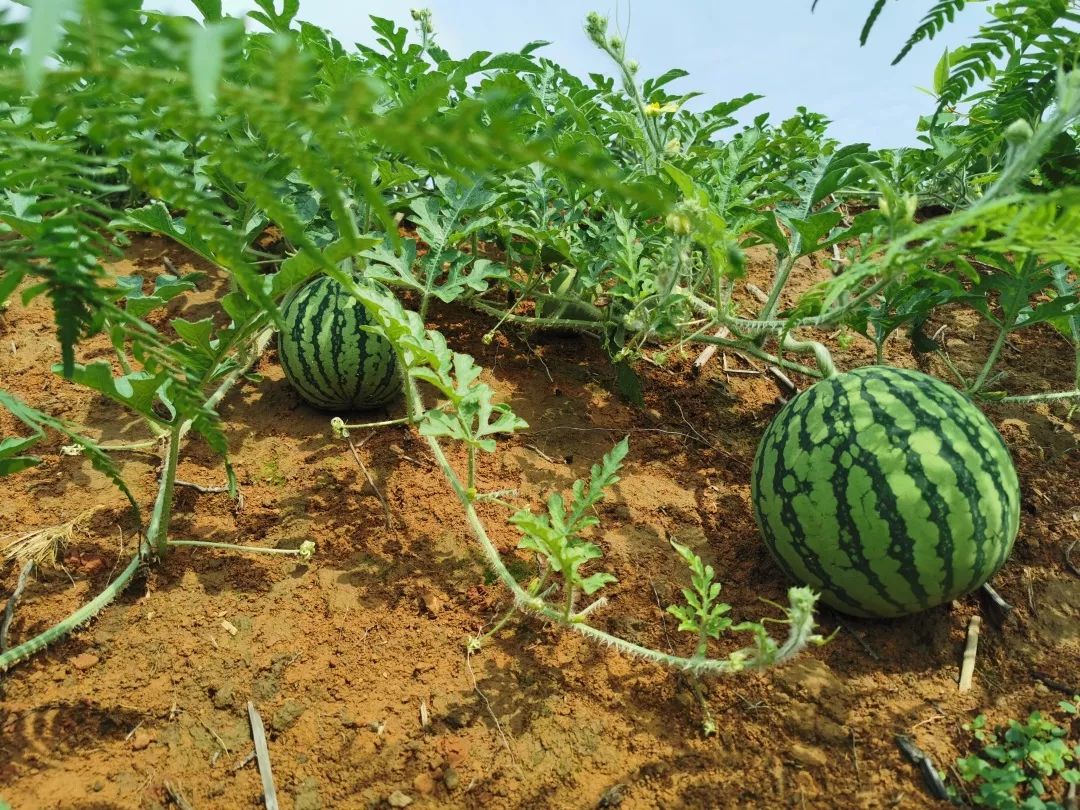 周末就去敏村景区摘西瓜去吧