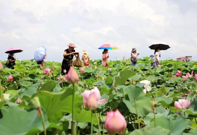 覃塘区第六届荷花节将于6月29日盛大开幕又到美美的赏荷季