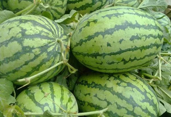 夏季最爱吃西瓜 吃西瓜有哪些禁忌？_吃西瓜有什么禁忌吗