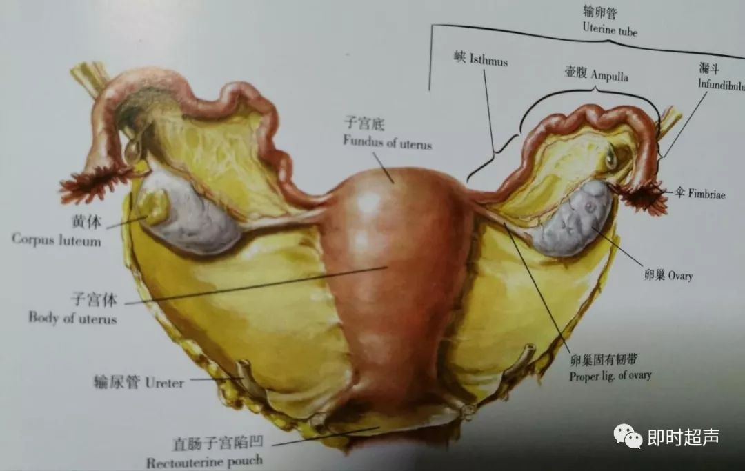 输卵管系膜囊肿,又名卵巢冠囊肿,是位于输卵管系膜或者阔韧带与卵巢