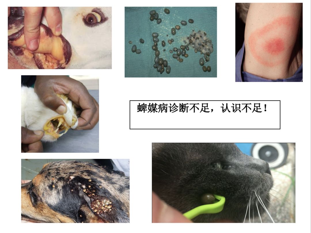 课件先知(巴贝斯虫病;疏螺旋体病或莱姆病;埃里希体病和无形体病等)