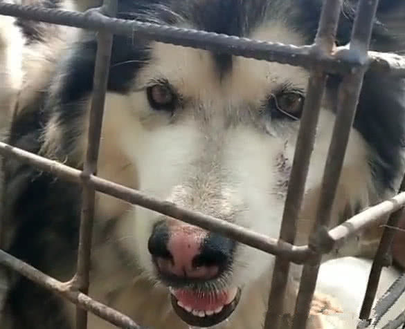 狗肉车里的狗狗们,二哈沉默,金毛流泪,阿拉斯加犬一脸
