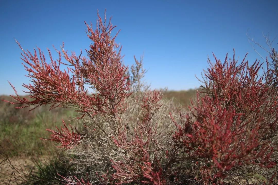 沙生植物红砂2019年3月29日,中共中央宣传部授予八步沙六老汉三代人