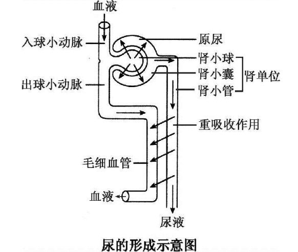 【护健图文】经常憋尿危害有多严重?看完吓尿了.