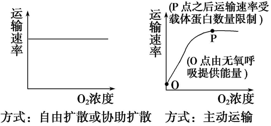 高中生物知识点生物膜的流动镶嵌模型及物质跨膜运输的方式