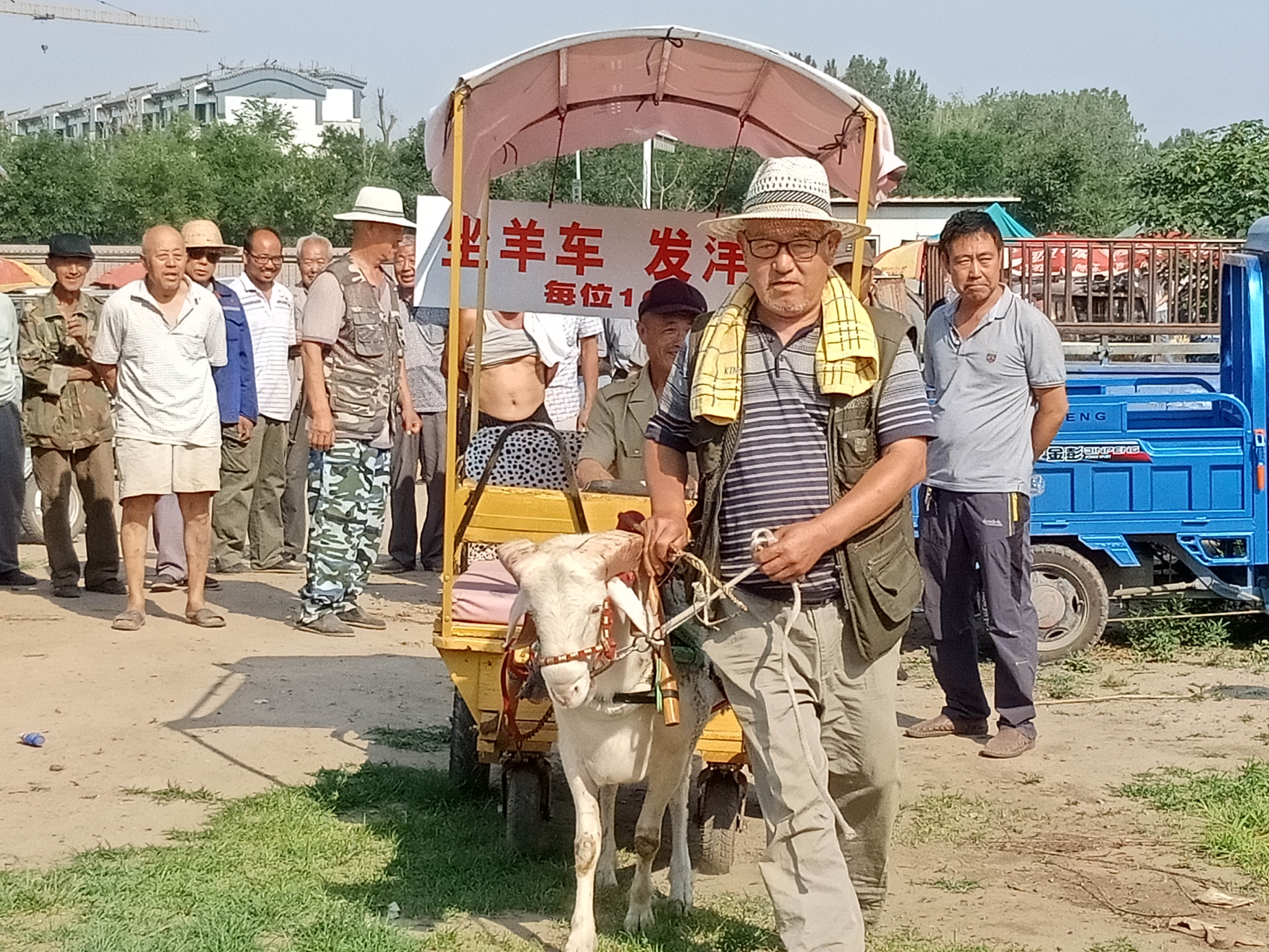 1 12 天下之大无奇不有,马拉车,驴拉车,牛拉车屡见不鲜,可羊拉车想必