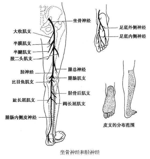 坐骨神经解剖