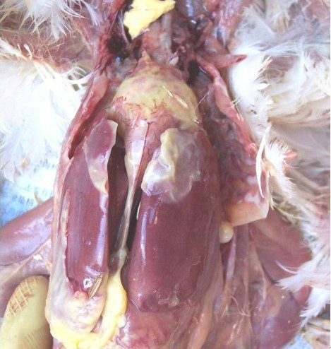 鸡大肠杆菌症状分析及治疗方案