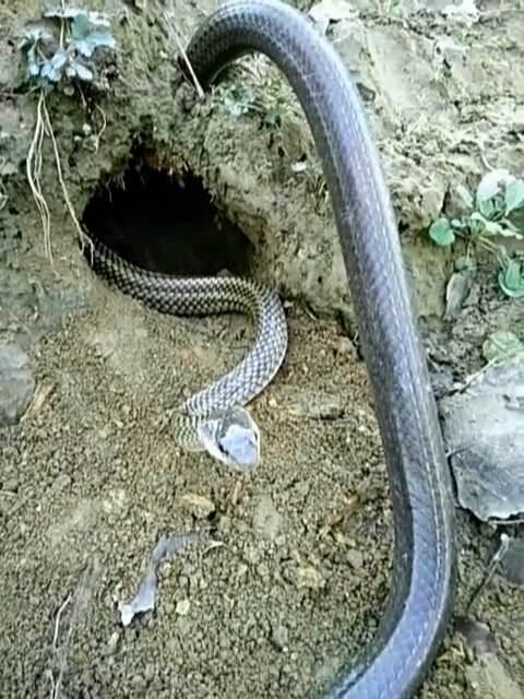 原创农村老人说见到毒蛇不可怕看到毒蛇出洞才不妙这有什么说法
