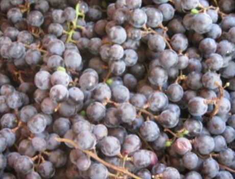 【山林里生长的“葡萄”，老农们用来酿好酒，才知其实价值很珍贵】葡萄生长
