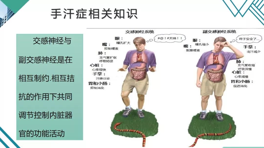 护理查房胸腔镜下交感神经阻断术