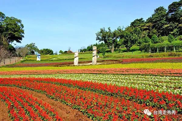 一年四季天天有花可赏 全台湾五大绝美花海农场 台中