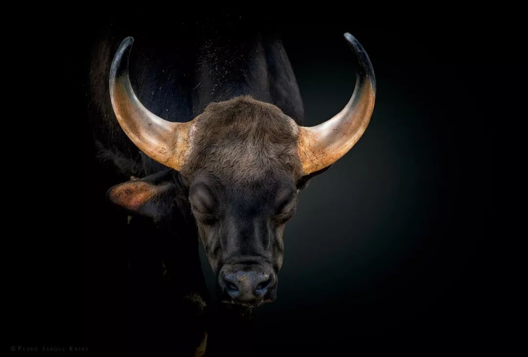 澳洲黑牛,全身毛发为黑色,体型较小,体驱低矮,体质紧凑结实,口感远胜