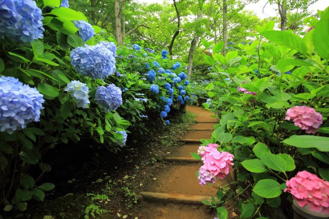 日本夏天这种神灵都眷恋的颜色美炸天,日本紫阳花赏花