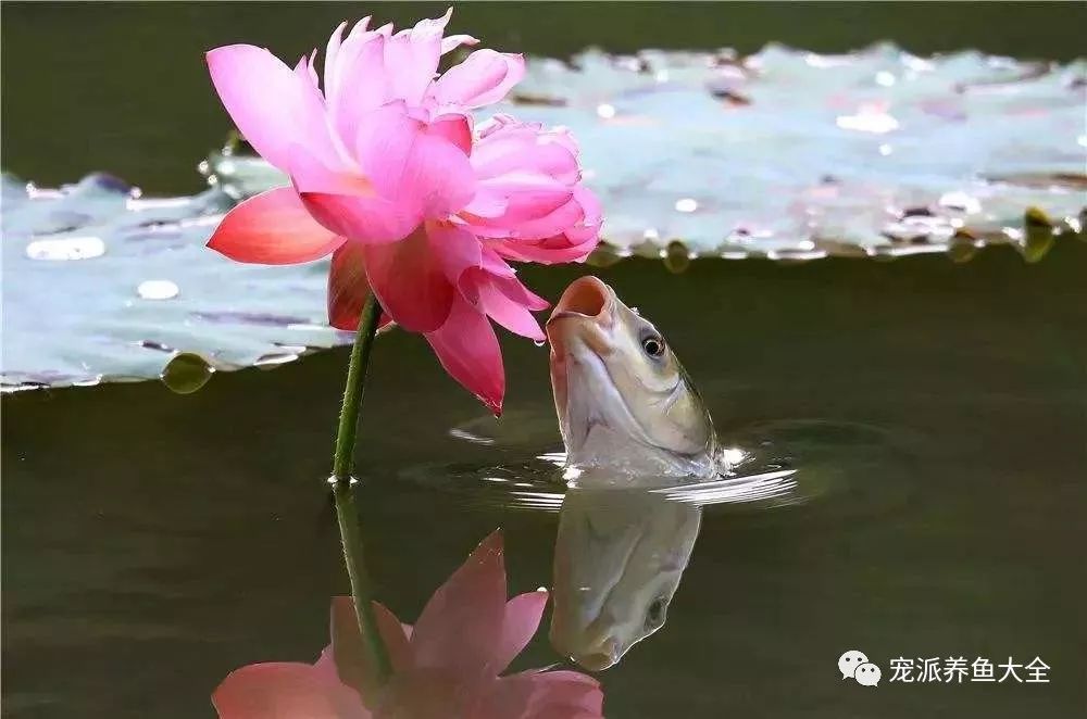 鱼吃荷花的画面太唯美,第一次见时感觉被惊艳呆了!