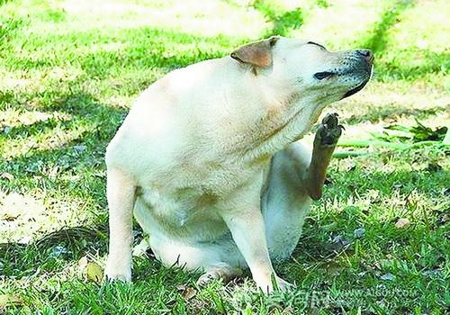 宠物狗常见的五种皮肤病 脱毛