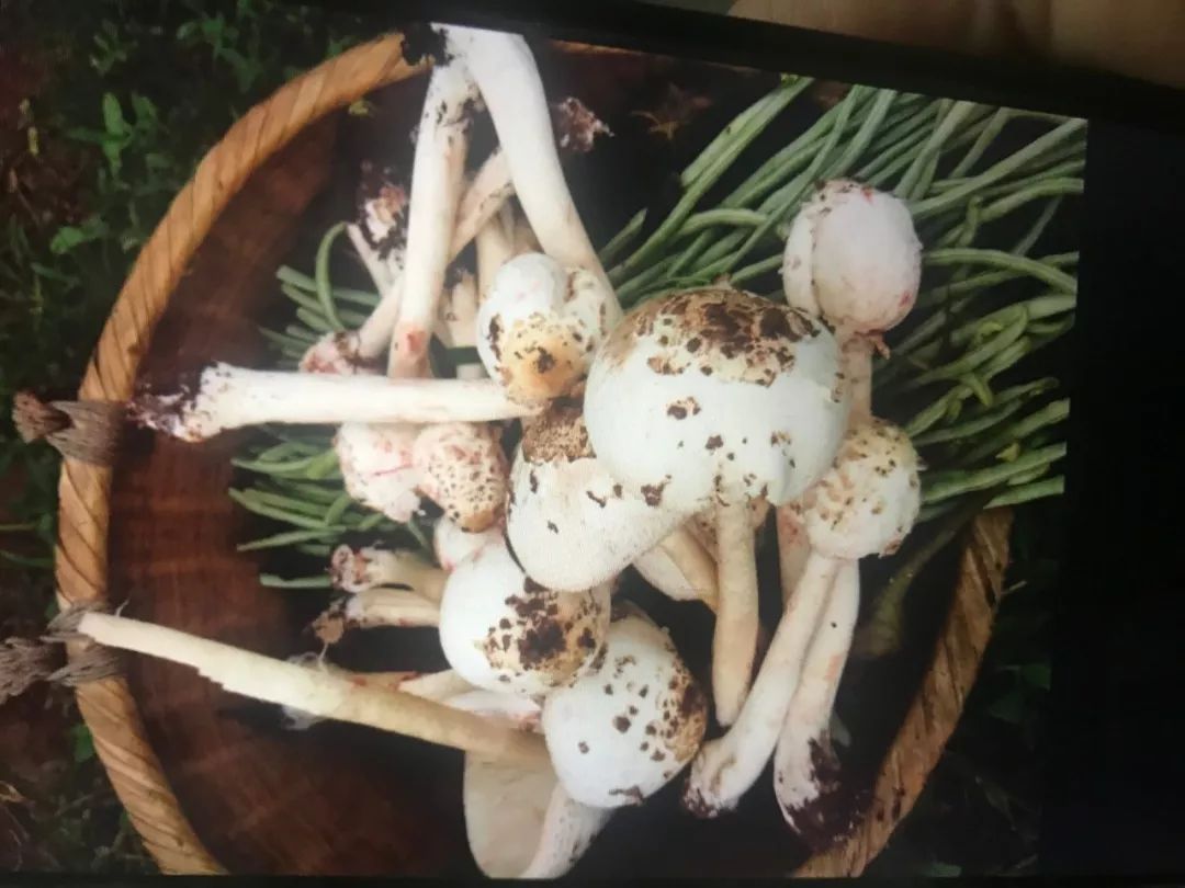 【速转】采食野生蘑菇!泸州一家5口遭了?