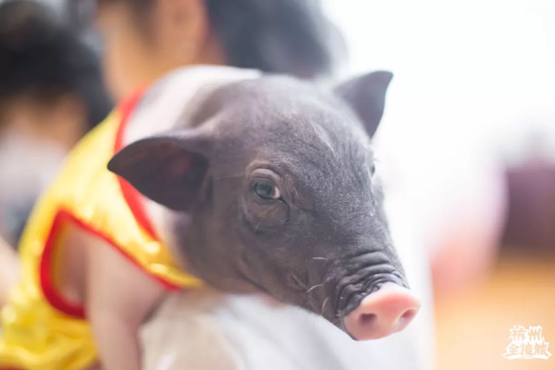 猪年到了就该撸一撸可爱的小香猪,摸摸香猪,变得诸事顺利,福如本猪啦