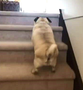 我爬楼梯!
