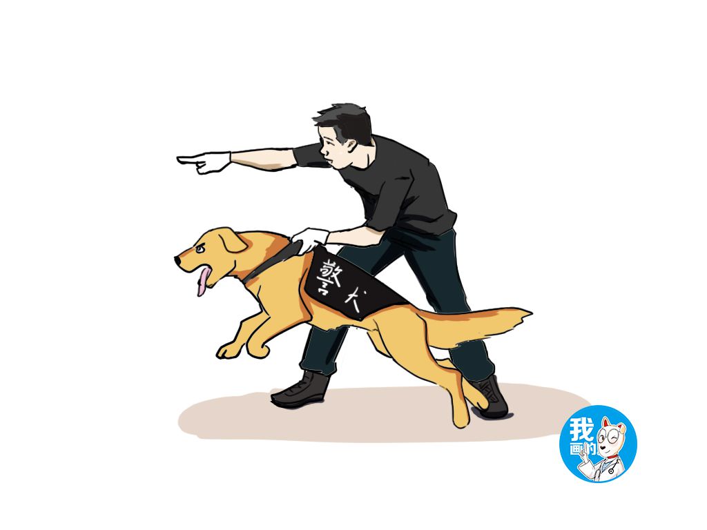 原创辟谣:警犬退役后被狗贩收走?别傻了,人家过的才是神仙日子