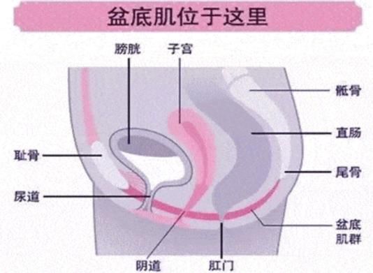 盆底肌,你想知道的都有