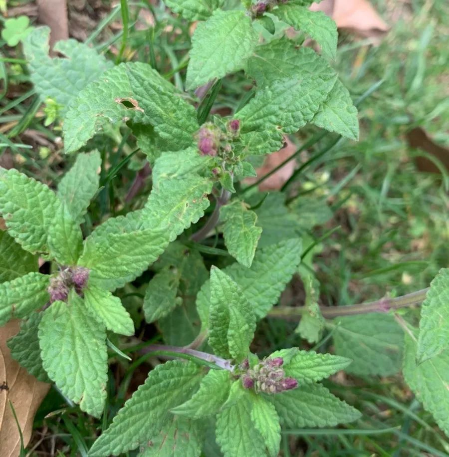 西浦草木荔枝草