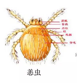 医生怀疑她也是被恙虫咬了,她即被转入感染科.