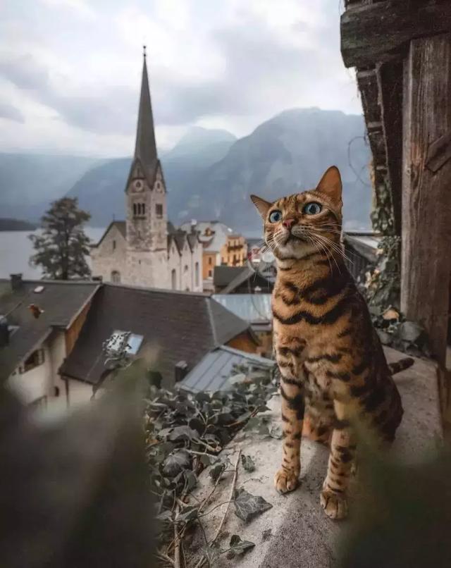 这只孟加拉猫跟随主人游历世界,简直就是天生的模特