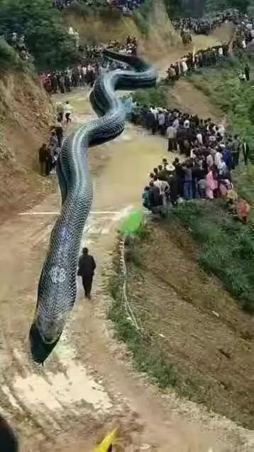 并说是:前几天四川宜宾地震泥石流山洪暴发,一条长达120米的巨龙(蛇)