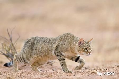 眼神中总是充满 杀气 的非洲野猫 在花豹面前却常常像一只老鼠 生活