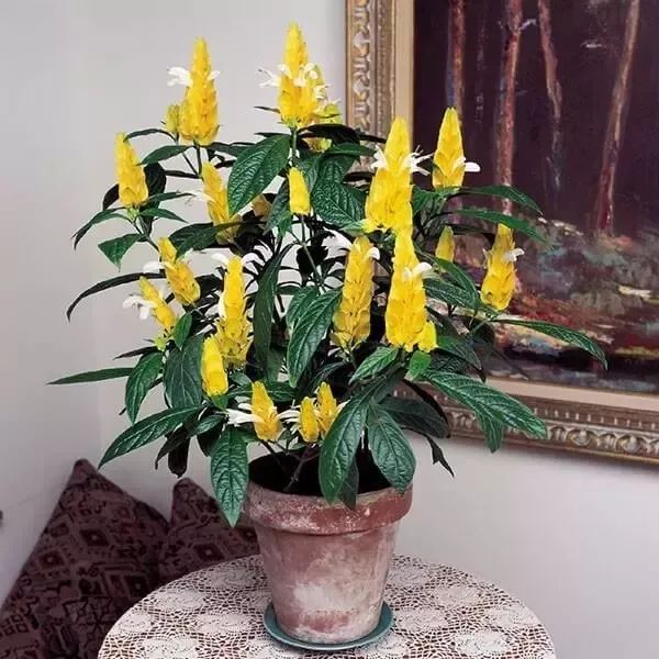 金苞花五星花适合在早春的时候栽种,可以直接用枝条扦插培育,在整个