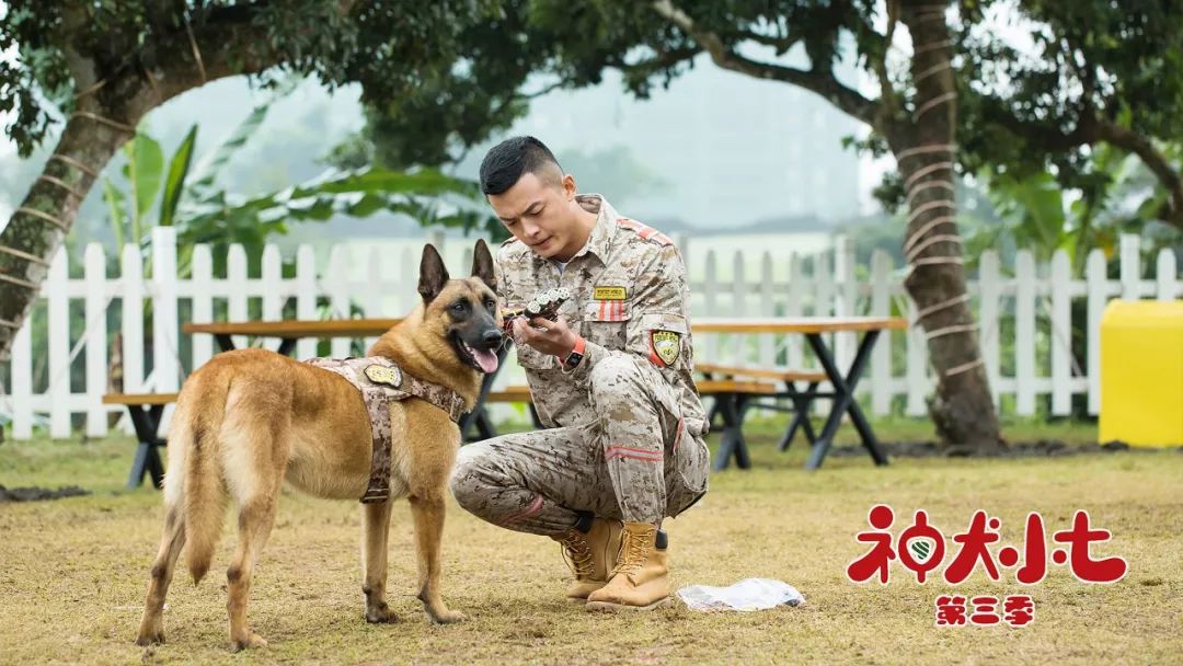 神犬小七3今晚开播姜潮偷狗上线遭宋妍霏狂怼