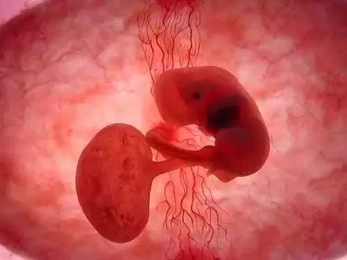 【惊！实拍精卵结合，40周孕育变化全过程！】精卵结合孕育新的生命