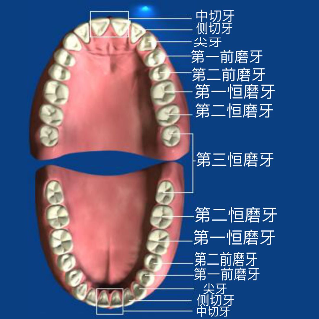 即第一恒磨牙,共有四颗,位置在口腔四颗乳磨牙后面,由于通常在六岁